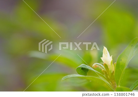 Plant buds and sprouts: A natural background that evokes a sense of growth. Plant buds and sprouts: A natural background that evokes a sense of growth. 138801746