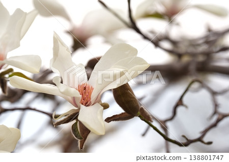 A close-up of a white flower; a gentle image of spring nature. A close-up of a white flower; a gentle image of spring nature. 138801747