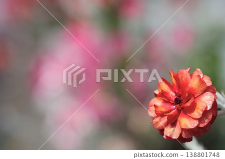 Close-up of a red flower against a vibrant natural background. Close-up of a red flower against a vibrant natural background. 138801748
