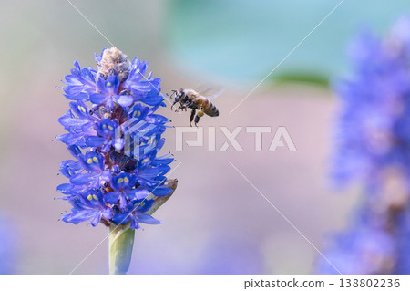 蜜蜂棲息在蓬泰德里亞 蜜蜂棲息在蓬泰德里亞 138802236