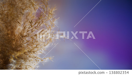 Defocused dry reed. Autumn plant. Fluffy yellow brown panicle flora in glowing light purple blue color neon abstract texture copy space. Defocused dry reed. Autumn plant. Fluffy yellow brown panicle flora in glowing light purple blue color neon abstract texture copy space. 138802354