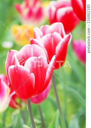 Close-up of a red tulip flower in spring (vertical view) Close-up of a red tulip flower in spring (vertical view) 138802385