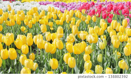 A field of vibrant yellow tulips in spring. A field of vibrant yellow tulips in spring. 138802392