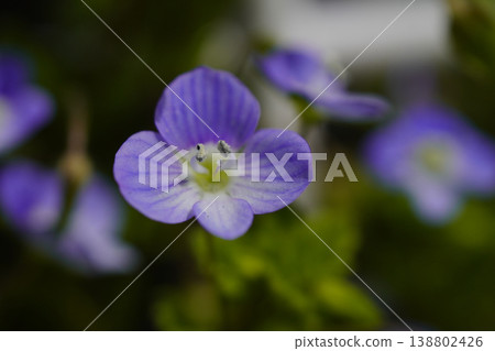 From early spring, the Veronica persica blooms with its azure flowers along the roadside...6 From early spring, the Veronica persica blooms with its azure flowers along the roadside...6 138802426