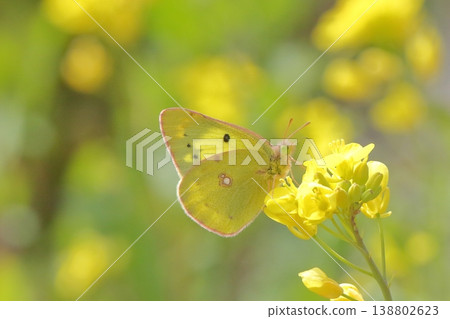 Colias erate 吸吮油菜花蜜 Colias erate 吸吮油菜花蜜 138802623