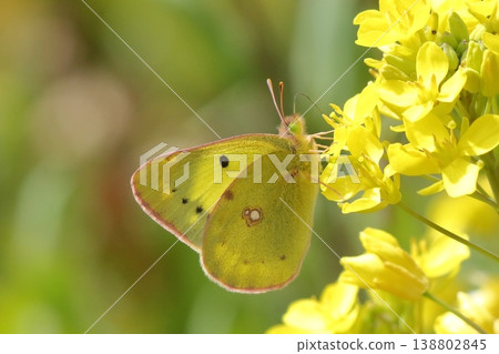 A close-up of a sulfur butterfly sipping nectar from a rapeseed flower. 138802845