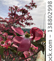 Dogwood 138802998