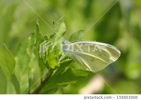 Yellowish cabbage white butterfly Yellowish cabbage white butterfly 138803000