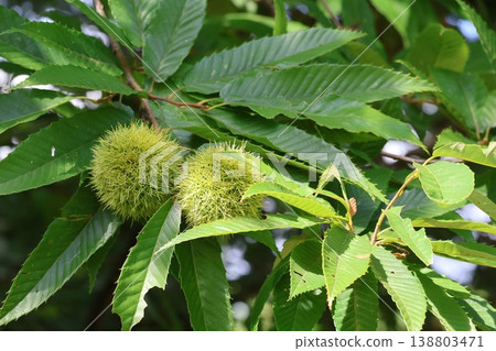 Nogikawa Park - Intriguing Chestnuts Nogikawa Park - Intriguing Chestnuts 138803471