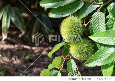 Nogikawa Park: Chestnuts on a tree Nogikawa Park: Chestnuts on a tree 138803472