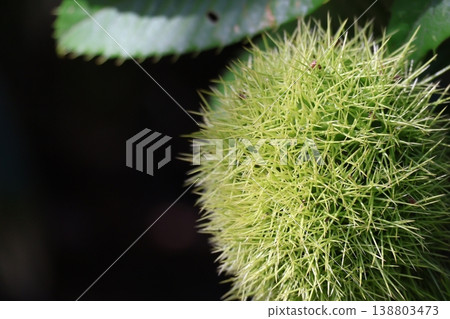 Nogikawa Park: Still green chestnut burrs Nogikawa Park: Still green chestnut burrs 138803473