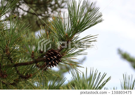 Pine cones on a tree in Nogikawa Park Pine cones on a tree in Nogikawa Park 138803475