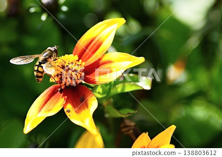 A bee perched on a flower: pollination and the workings of nature. 138803612