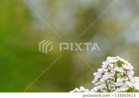 White small flowers and soft bokeh - Natural background material White small flowers and soft bokeh - Natural background material 138803613