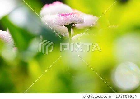 Pink and white daisies: A gentle spring floral scene. 138803614