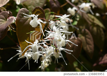 Freshwater leek Freshwater leek 138803951