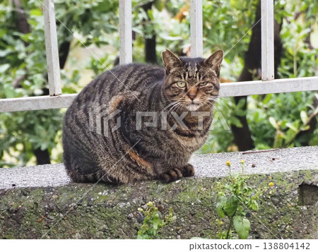 A cat staring at you A cat staring at you 138804142