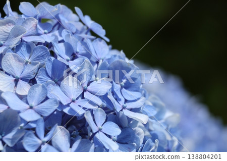 加浦公園 - 藍色繡球花 加浦公園 - 藍色繡球花 138804201