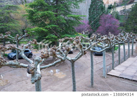 Artistic Plane Trees in Albarracin Spain Artistic Plane Trees in Albarracin Spain 138804314