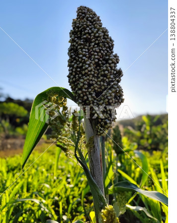Sorghum plants are sometimes also called durra, Egyptian millet, feterita, Guinea corn, jowar, juwar, in gardens Sorghum plants are sometimes also called durra, Egyptian millet, feterita, Guinea corn, jowar, juwar, in gardens 138804337