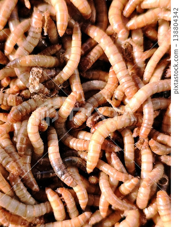 closeup of Hong Kong caterpillars in the background for food for caterpillar-eating birds closeup of Hong Kong caterpillars in the background for food for caterpillar-eating birds 138804342