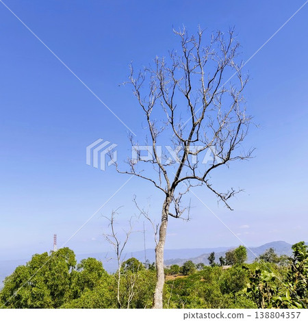 view of leafless trees with a blue sky background view of leafless trees with a blue sky background 138804357