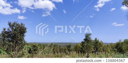 photo of eucalyptus tree plantation land 138804367