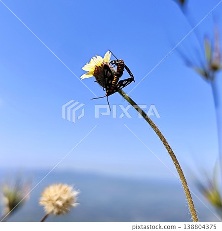 close up of a pair of butterflies reproducing on a flower stalk 138804375