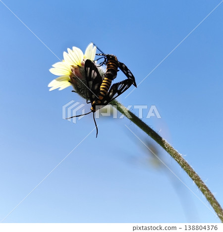 close up of a pair of butterflies reproducing on a flower stalk 138804376