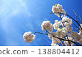八重櫻藍天 138804412