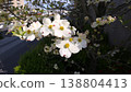 山茱萸白 138804413