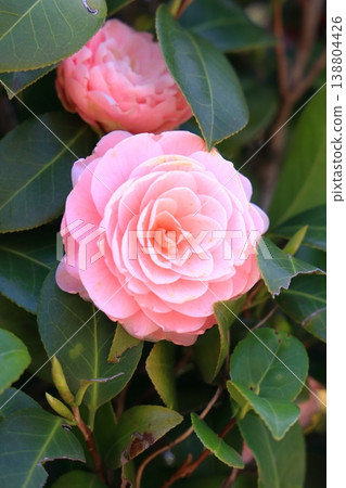 Beautiful pink camellia flower (vertical view) Beautiful pink camellia flower (vertical view) 138804426