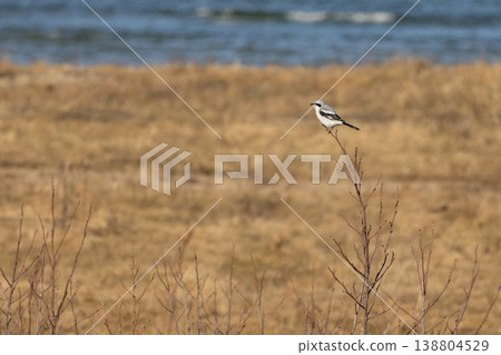 Great Grey Shrike in natural habitat 138804529