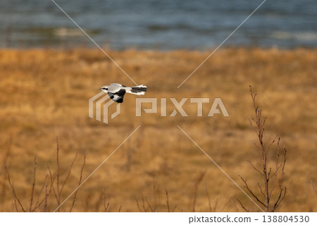 Great Grey Shrike fly away 138804530