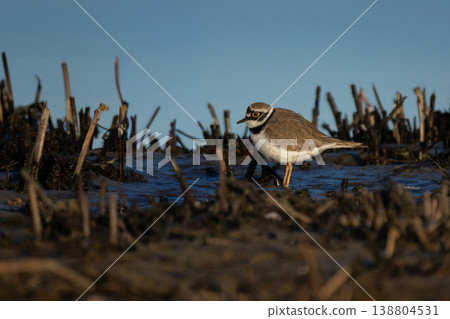 little ringed plover  in natural habitat 138804531