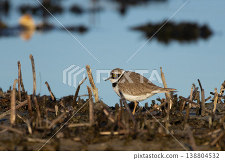 little ringed plover in natural habitat little ringed plover in natural habitat 138804532