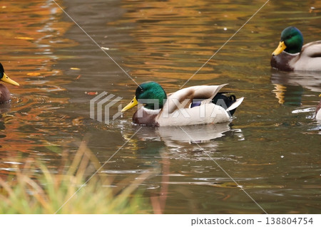 Gappo Park: A duck may have eaten something. 138804754