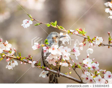 櫻花和鵯 櫻花和鵯 138804845