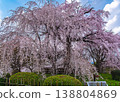 京都丸山公園的垂枝櫻花 138804869