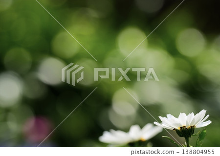 White flowers and large bokeh - Natural background material White flowers and large bokeh - Natural background material 138804955