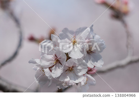 Cherry blossoms shining in a riot of colors under the spring sunshine. 138804966