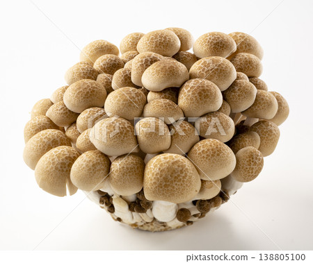 Bunashimeji 138805100