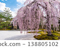 京都高台寺的垂枝櫻花樹 138805102