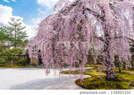京都高台寺的垂枝櫻花樹 138805102