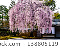 京都高台寺的垂枝櫻花樹 138805119