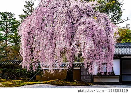 京都高台寺的垂枝櫻花樹 京都高台寺的垂枝櫻花樹 138805119