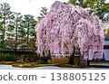 京都高台寺的垂枝櫻花樹 138805125