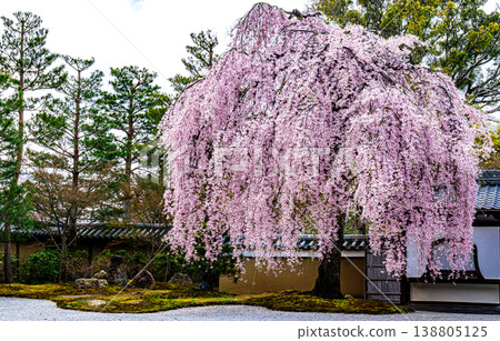 Weeping cherry trees at Kodai-ji Temple in Kyoto Weeping cherry trees at Kodai-ji Temple in Kyoto 138805125