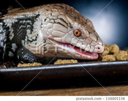 Blue-tongued lizard up Blue-tongued lizard up 138805136