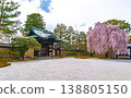 京都高台寺的垂枝櫻花樹 138805150